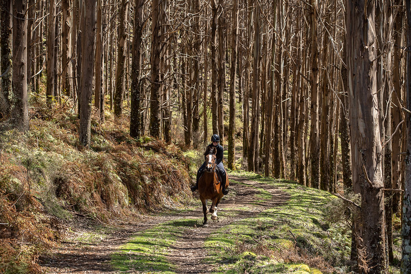 horse riding in poronui's forest